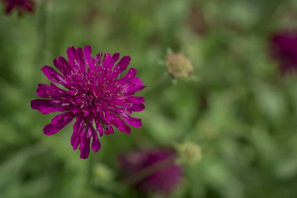 Fechar Roxo Azul Flor Vida Selvagem Knautia Arvensis — Fotografia de Stock