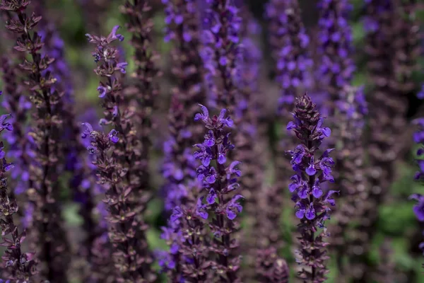 Fondo Flor Violeta Salvia Nemorosa — Foto de Stock