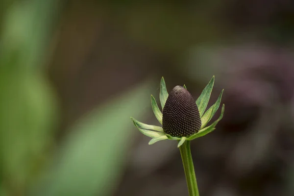 Rudbeckia Fulgida Orange Coneflower Perennial Coneflower — ストック写真