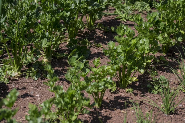 Organic Vegetables Plant Growing Farm — Foto de Stock