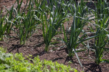 organic vegetables  plant growing in the farm 