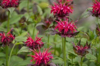 Yazın kırmızı titreşimli kırmızı Monarda didyma Scarlet beeba