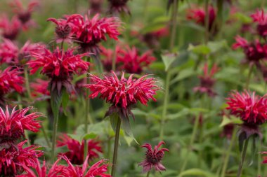 summer bloom of vibrent red Crimsom Monarda didyma Scarlet beeba