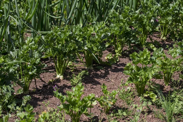 Organic Vegetables Plant Growing Farm — Zdjęcie stockowe