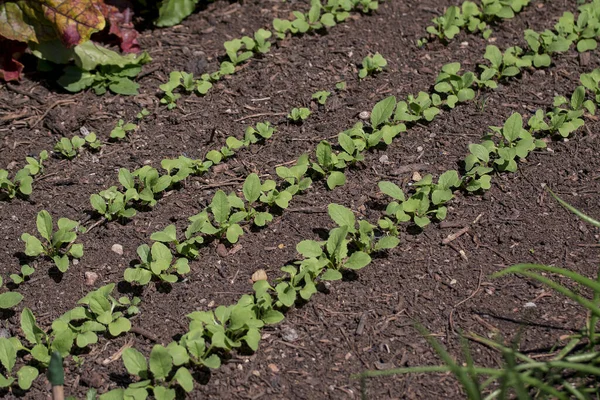Organic Vegetables Plant Growing Farm — Fotografia de Stock