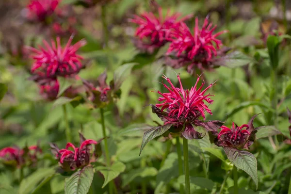 Summer Bloom Vibrent Red Crimsom Monarda Didyma Scarlet Beeba — Stock fotografie