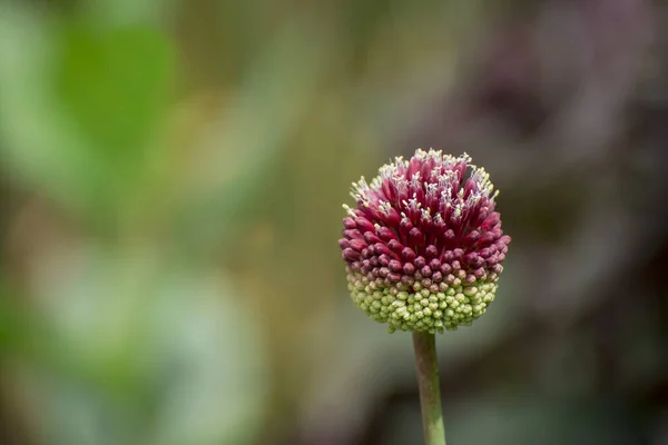 Purple Giant Allium Gladiator Bloom Spring Garden — Stockfoto