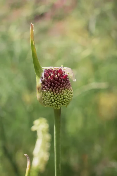 Lila Riesen Allium Gladiator Blüht Einem Frühlingsgarten — Stockfoto