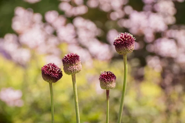 Purple Giant Allium Gladiator Bloom Spring Garden — Stockfoto