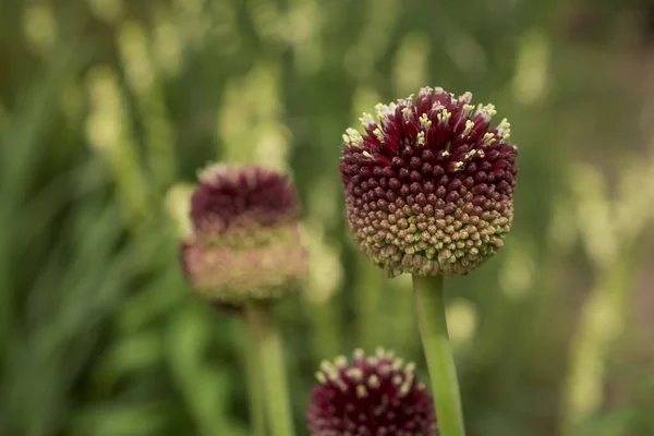 Purple Giant Allium Gladiator Bloom Spring Garden — ストック写真