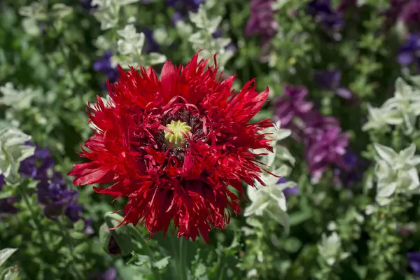 Sommer Lila Rote Mohnblumen Garten — Stockfoto
