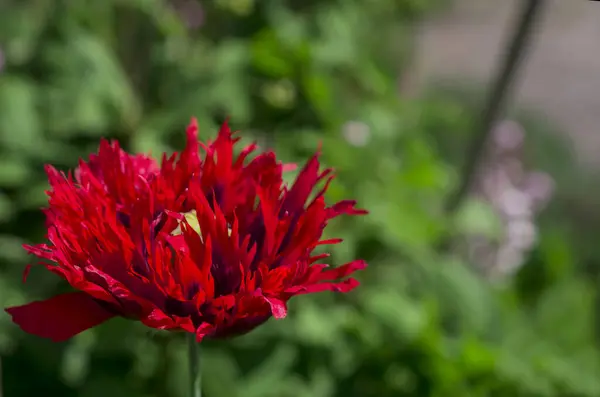 Sommer Lila Rote Mohnblumen Garten — Stockfoto