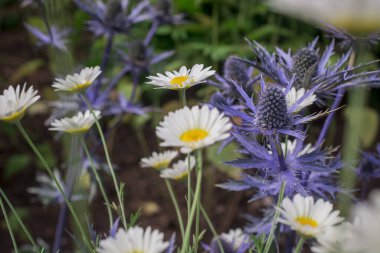 Eryngium bourgatii Picos 'un devedikeni gibi çiçekleri ve tomurcukları.