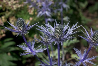 Eryngium bourgatii Picos 'un devedikeni gibi çiçekleri ve tomurcukları.