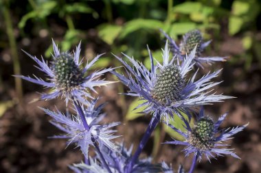Eryngium bourgatii Picos 'un devedikeni gibi çiçekleri ve tomurcukları.