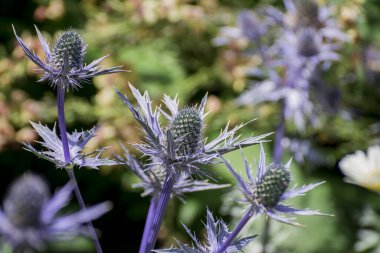 Eryngium bourgatii Picos 'un devedikeni gibi çiçekleri ve tomurcukları.