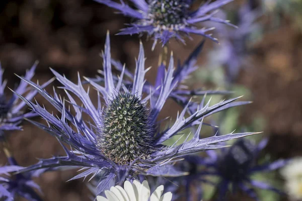 Thistle Flowers Buds Eryngium Bourgatii Picos — Stock fotografie