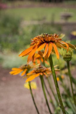 Rudbeckia fulgida, the orange coneflower or perennial coneflower