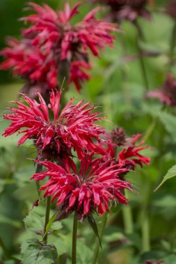 summer bloom of vibrent red Crimsom Monarda didyma Scarlet beeba
