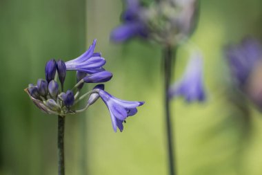 Bahçedeki mavi Agapanthus manzarası. 
