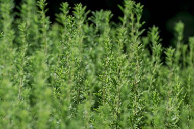 bahçede büyüyen yeşil taze kekik otlar