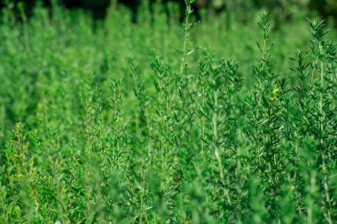 bahçede büyüyen yeşil taze kekik otlar