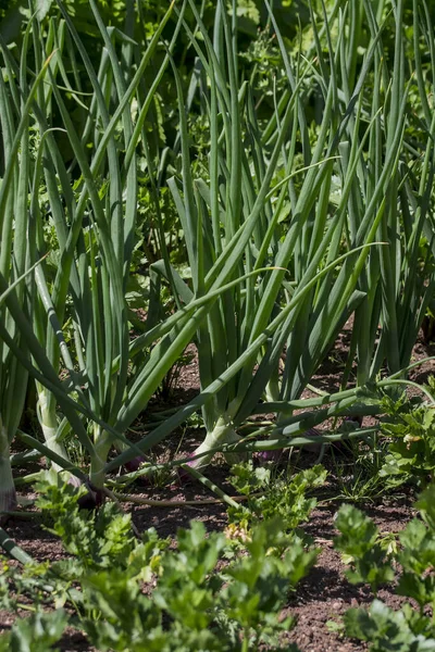 Bio Gemüsepflanze Wächst Auf Dem Hof — Stockfoto