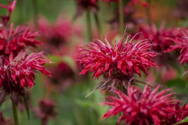 Літня Квітка Яскраво Червоної Плями Crimsom Monarda Didyma Scarlet Beeba — стокове фото