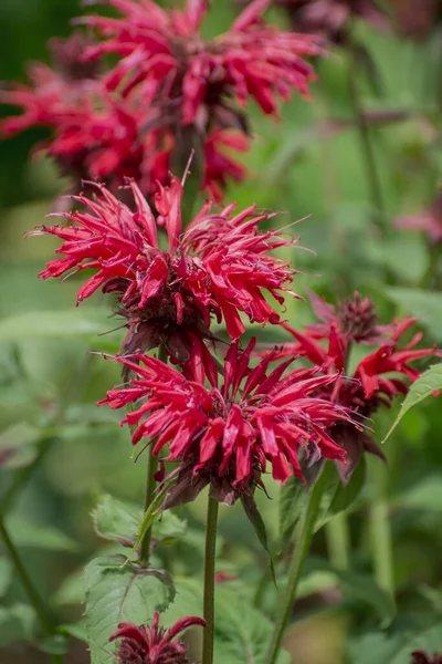 Summer Bloom Vibrent Red Crimsom Monarda Didyma Scarlet Beeba — Stockfoto