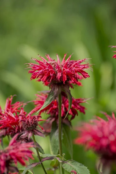 Summer Bloom Vibrent Red Crimsom Monarda Didyma Scarlet Beeba — Stock Photo, Image