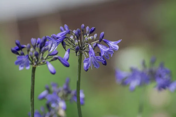 Widok Niebieski Agapanthus Ogrodzie Ustawienie — Zdjęcie stockowe