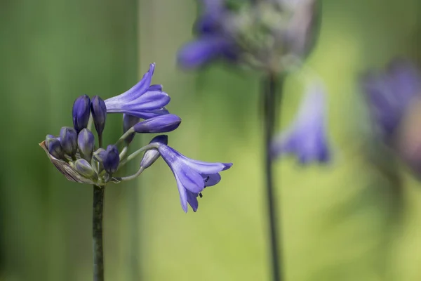 View Blue Agapanthus Garden Setting — 스톡 사진