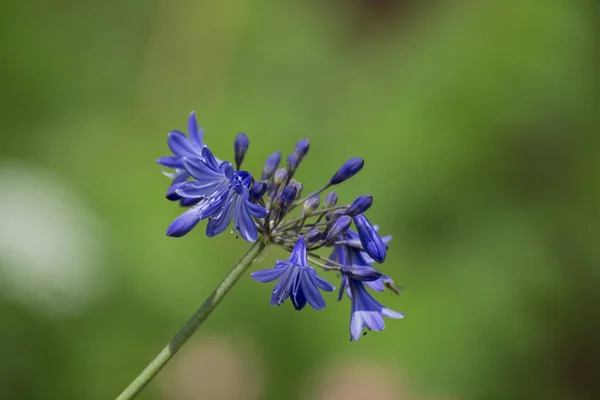 View Blue Agapanthus Garden Setting — Zdjęcie stockowe