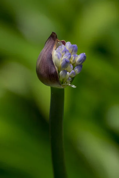 View Blue Agapanthus Garden Setting — Stockfoto