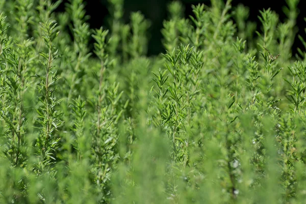 Свіжі Зелені Чебрець Трави Ростуть Саду — стокове фото