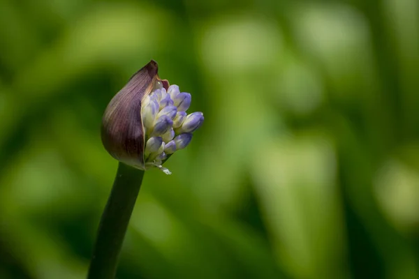 View Blue Agapanthus Garden Setting — Φωτογραφία Αρχείου