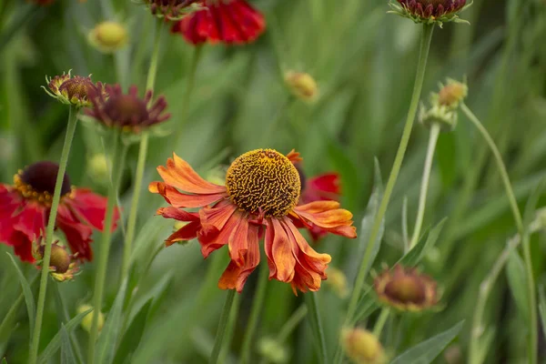 Rudbeckia Fulgida Narancs Tűlevelű Vagy Évelő Tűlevelű — Stock Fotó