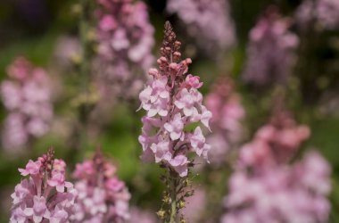 Mor Toadflax - Linaria moru. Uzun Mor Çiçek