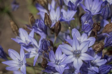Bahçedeki mavi Agapanthus manzarası. 