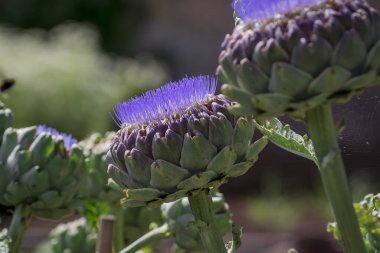 Çiçek açarken enginar meyvesi. Cynara kartuşu.