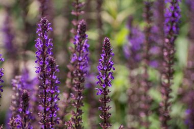 Bahçedeki büyük bir kedi nanesi grubu Nepeta kataryası, Violet. 