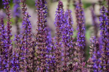 Bahçedeki büyük bir kedi nanesi grubu Nepeta kataryası, Violet. 