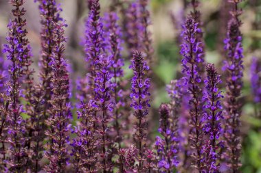 Bahçedeki büyük bir kedi nanesi grubu Nepeta kataryası, Violet. 