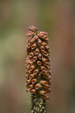 Küçük çiçekli yüksükotu, Digitalis Parviflora, yakın mesafede çiçekler.