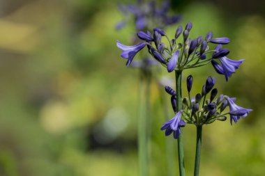 Bahçedeki mavi Agapanthus manzarası.