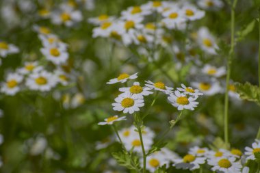 Papatya tarlası çiçekleri sınırı. Güzel doğa sahnesi