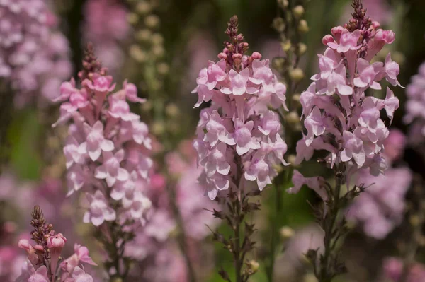 Fioletowy Toadlen Linaria Purpurea Wysoki Fioletowy Kwiat — Zdjęcie stockowe