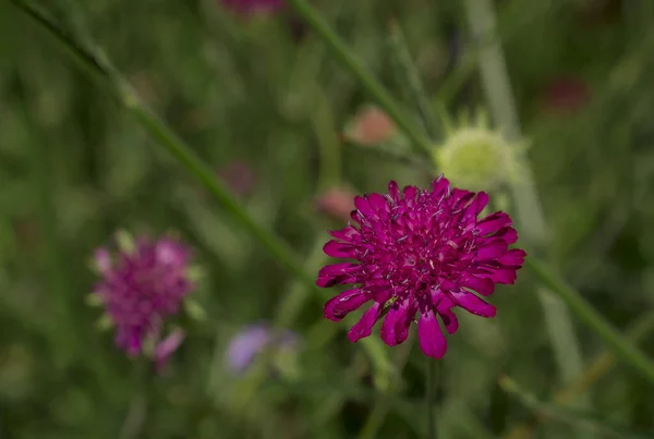 Close up purple, blue wildlife flower Knautia arvensis.