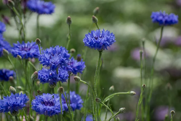 Purple Blue Pink Wildlife Cornflowers Knautia Arvensis — Stok fotoğraf