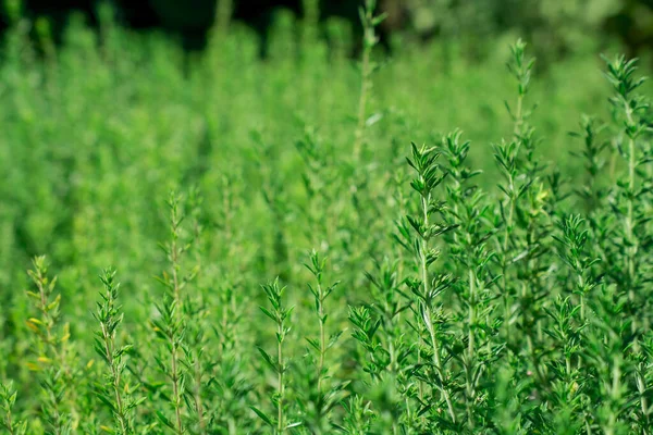 Свіжі Зелені Чебрець Трави Ростуть Саду — стокове фото
